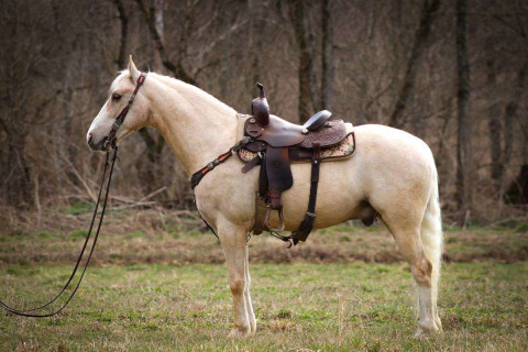 Visit Anyone Can Ride Palomino Rocky Mountain Gelding, Naturally Gaited, Smooth