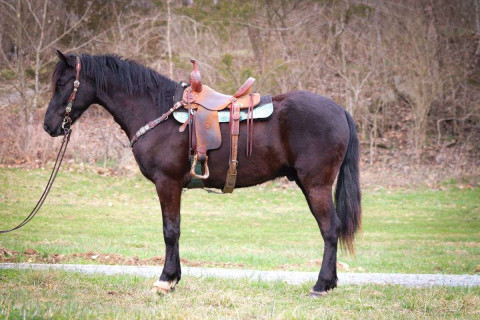 Visit Super Safe, Family Friendly, Anyone Can Ride Rocky Mountain Gelding, Smooth