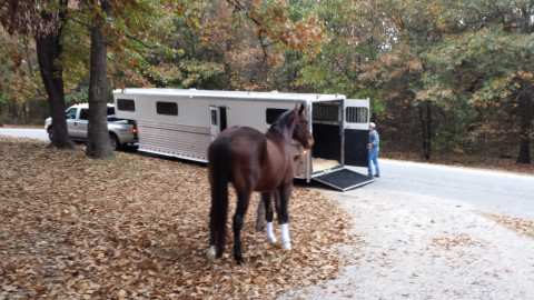 Visit Rogersville Horse Transportation
