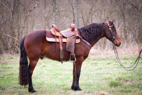 Visit Gentle Naturally Gaited Bay Rocky Mountain Gelding, Smooth and Easy to Ride