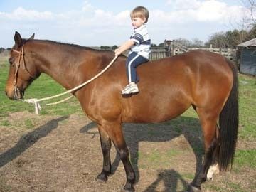 Three Wishes Traveling Natural Horsemanship - Riding ...