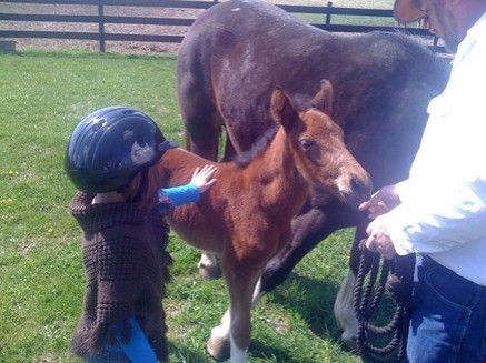 Williford Farms LLC - Horse Boarding Farm in White Plains 