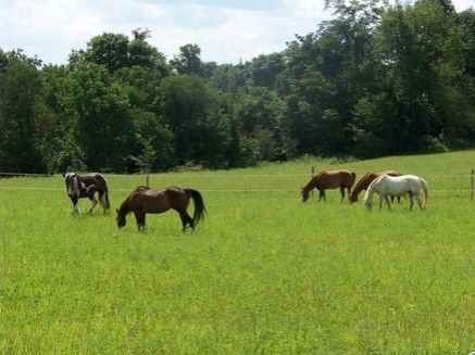 Horizon Stables - Horse Boarding Farm in Apollo, Pennsylvania