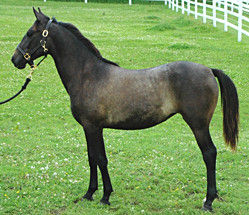 Blue Mounds Equine Center - Horse Breeding/sales Facility in Mount ...