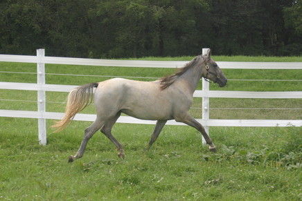 Blue Mounds Equine Center - Horse Breeding Sales Facility In Mount 