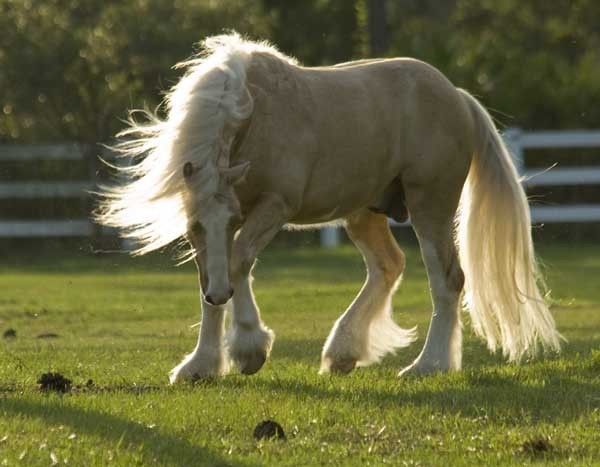 Partner Up - Horse Breeding/sales Facility in Orlando, Florida