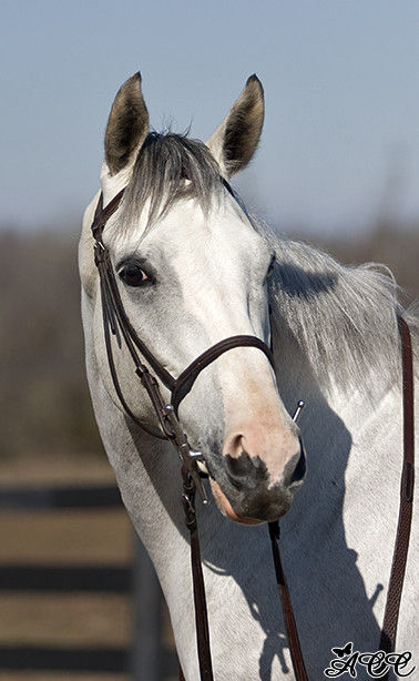 Westwind Farm - Horse Boarding Farm in Lexington, Kentucky