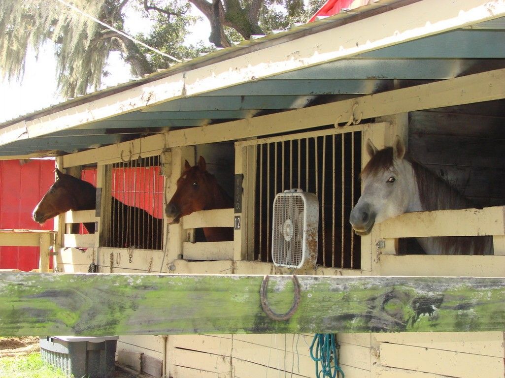 In His Hands Ranch & Saddlebreds Horse Boarding Farm in Brooksville