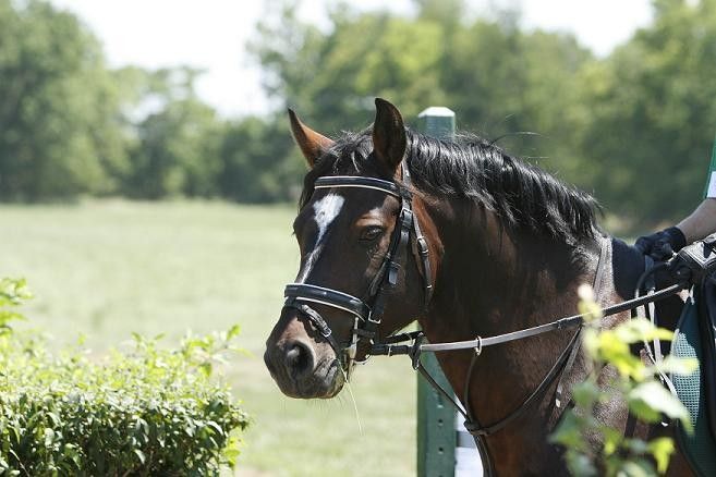 Prairie Connemara Farm - Horse Breeding/sales Facility in West