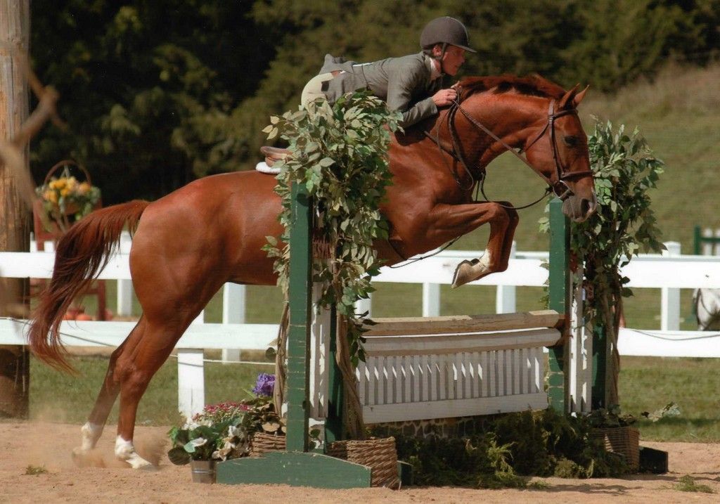 redmont farm llc - horse boarding farm in staunton, virginia