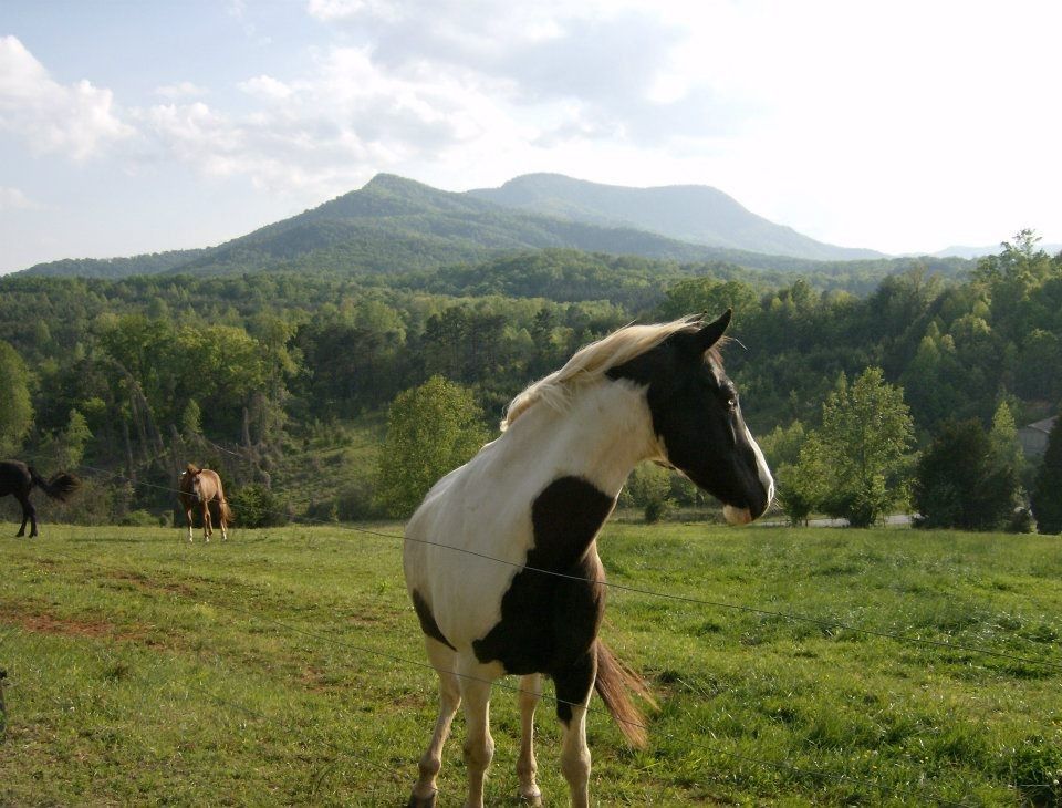 Horse Farm For Rent Near Me