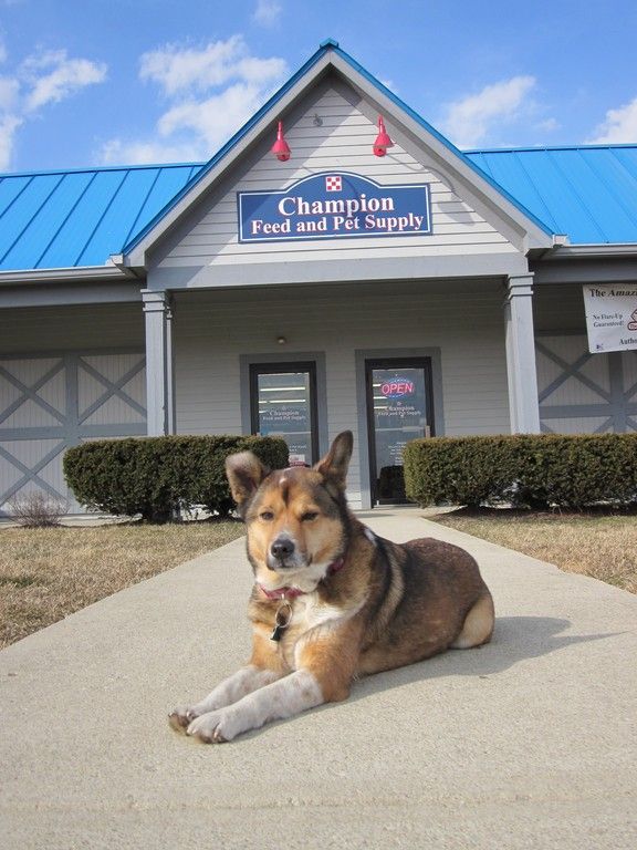 Champion feed clearance and pet supply