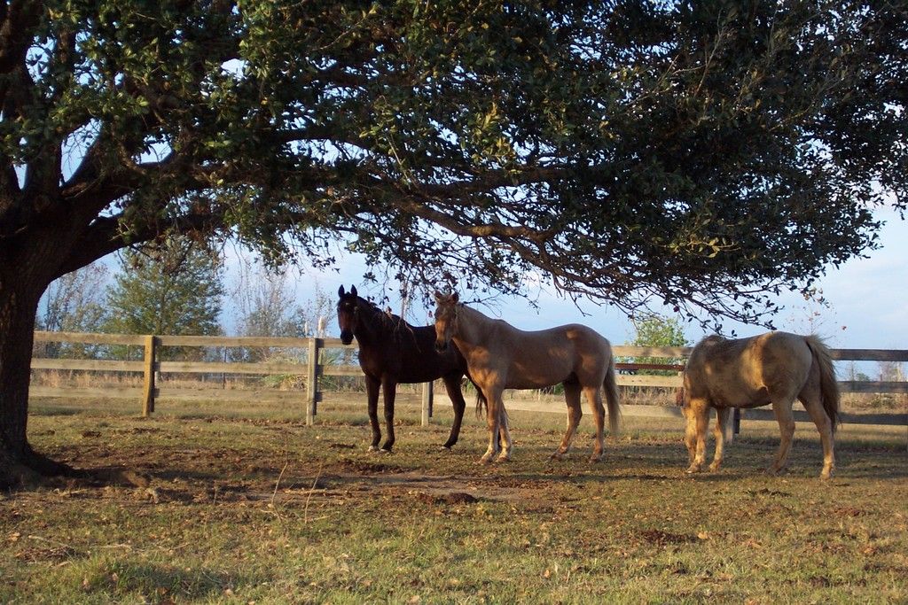 Meadow Creek Farm Horse Boarding Farm in Covington, Louisiana