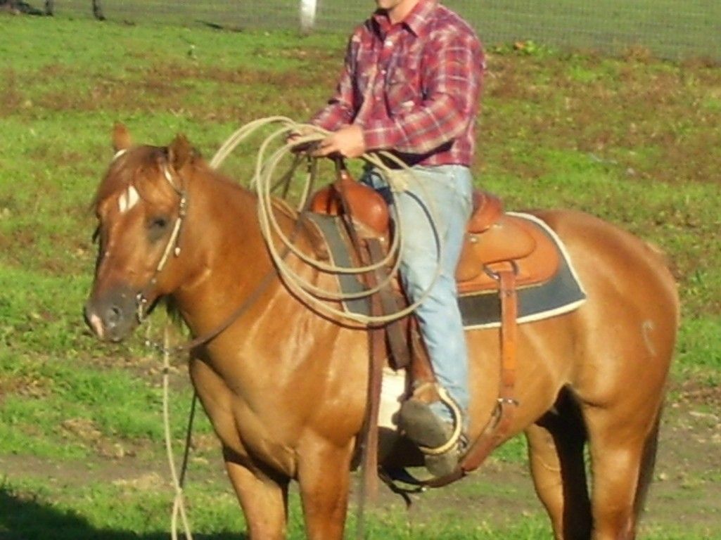 creekside stables - Horse Breeding/sales Facility in Valparaiso, Indiana