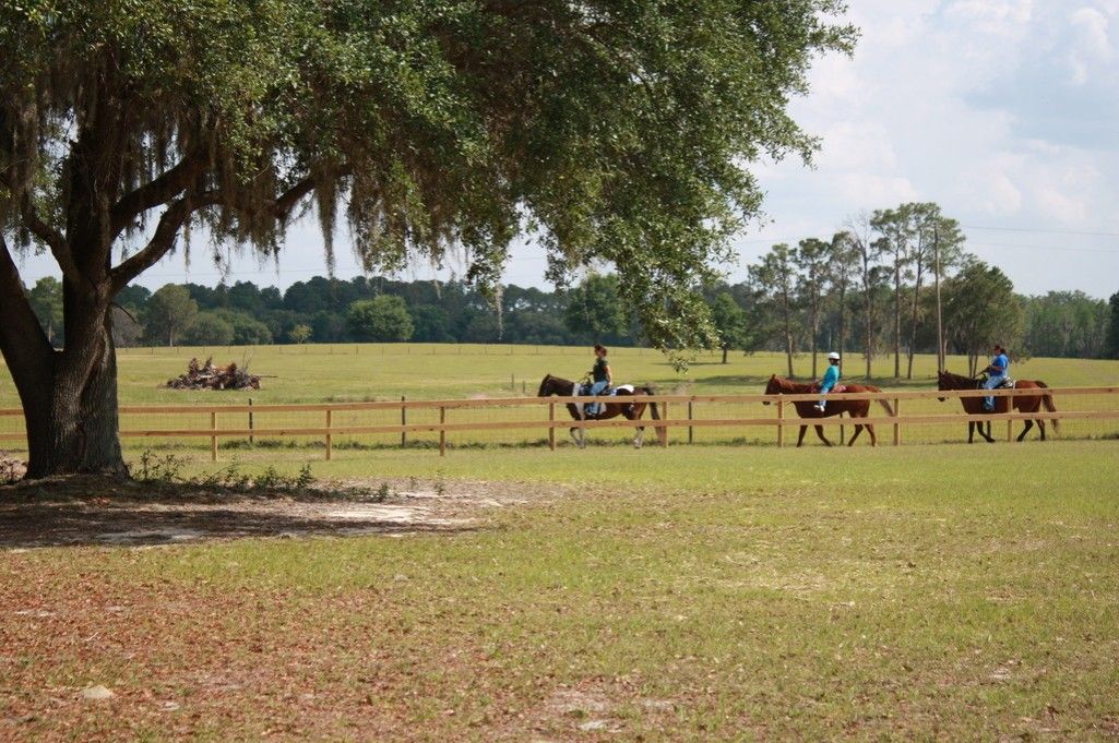 Saddlewood Stables - Horse Boarding Farm in Groveland, Florida