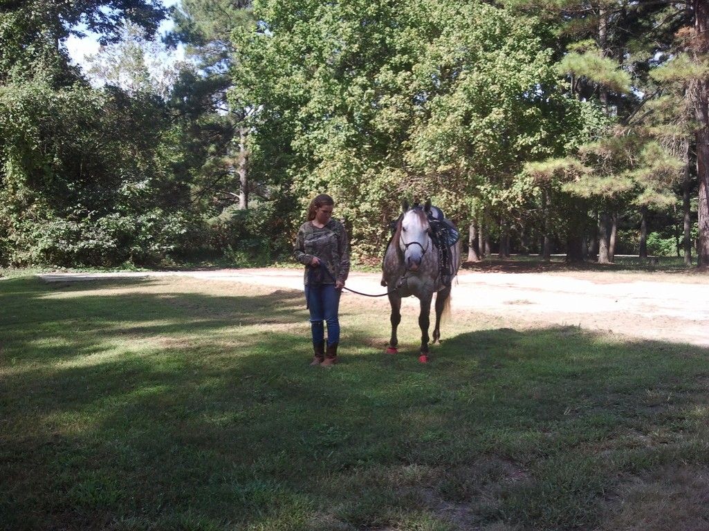 Horse Adventures Ga - Horse Boarding Farm in Alpharetta 