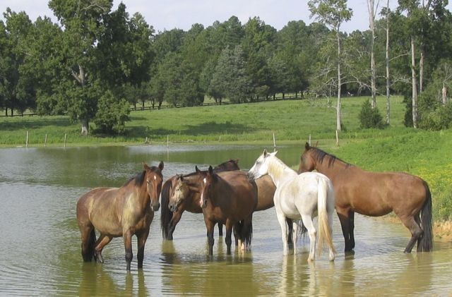 Lahoya Farms - Horse Breeding/sales Facility in Knightdale, North Carolina