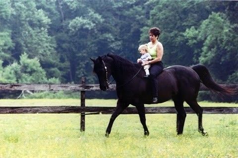 cross creek farm - horse boarding farm in chesapeake, virginia