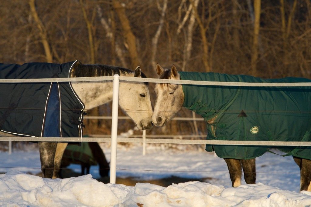 Boulder Pointe Equestrian and Event Center LLC - Horse 