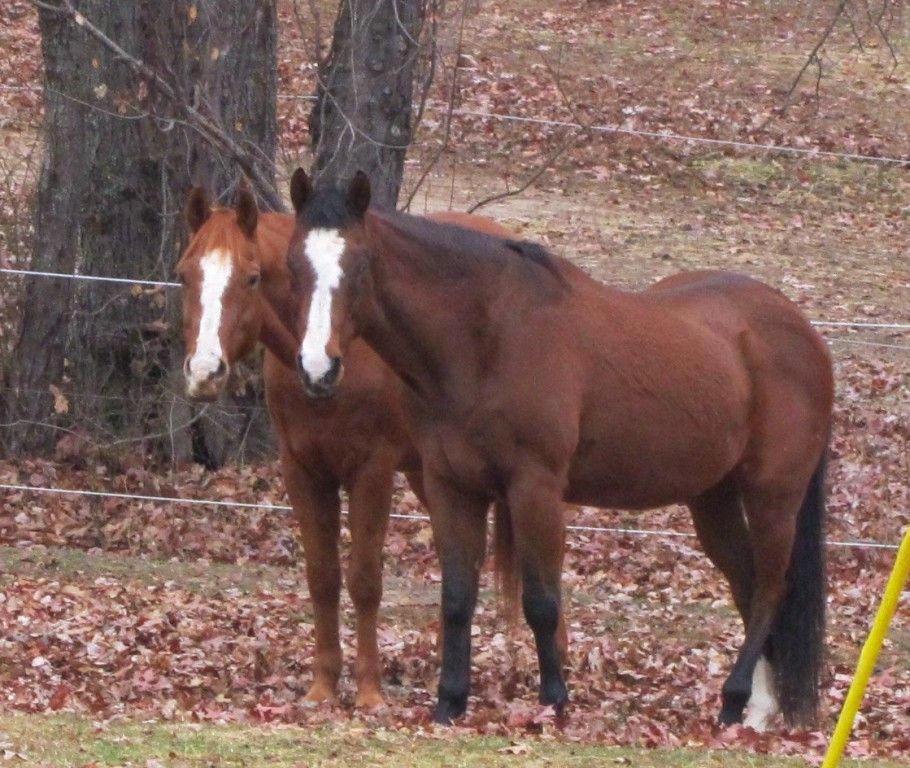 New Hope Stables - Horse Boarding Farm in Statesville, North Carolina