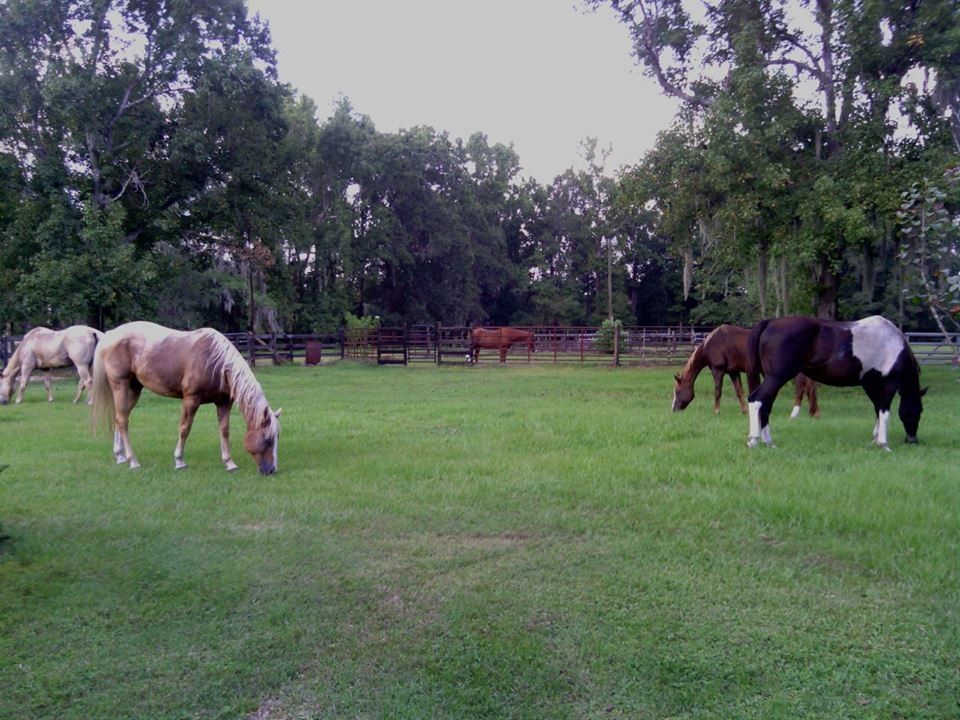 sonshine farm - horse boarding farm in jacksonville, florida