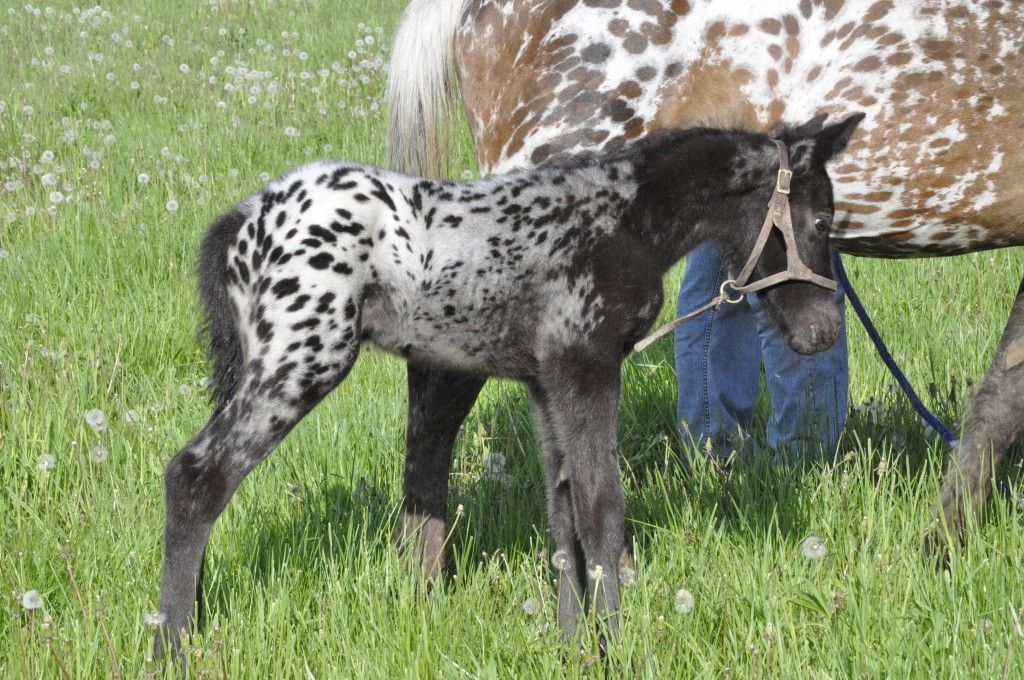 Ghostwind Appaloosas - Horse Breeding/sales Facility in Caledonia, Ohio