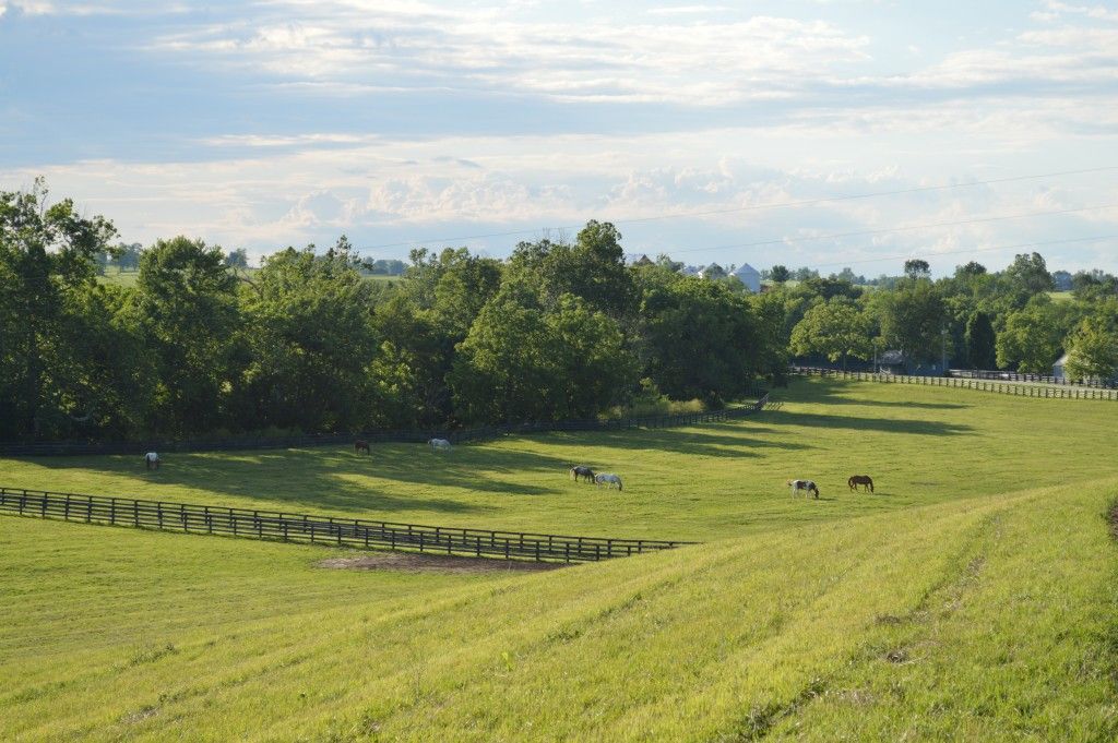 Tamarack Farm - Horse Boarding Farm in Lexington, Kentucky