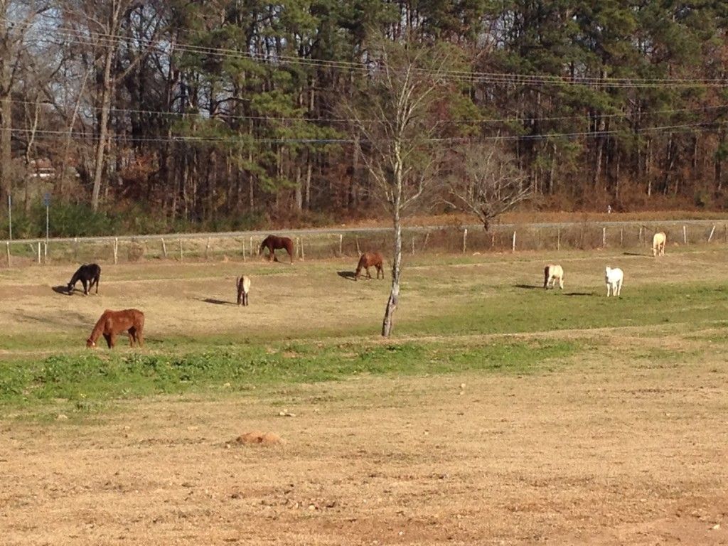 WD Stables - Horse Boarding Farm in Canton, Georgia