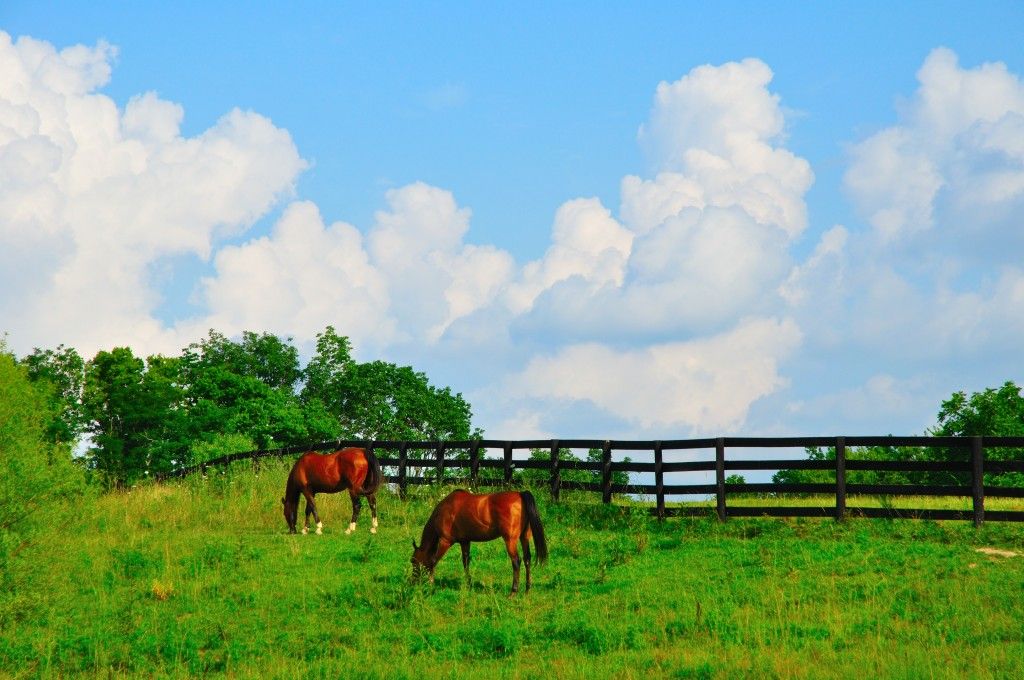 Shelby Creek Stables Horse Boarding Farm in Lexington, Kentucky