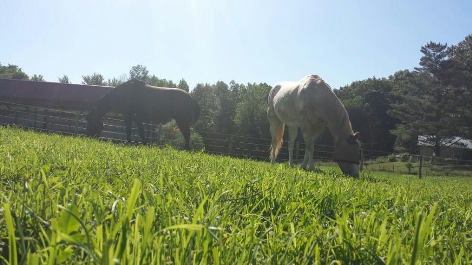 All Aces, LLC Boarding Barn Horse Boarding Farm in Evansville, Indiana