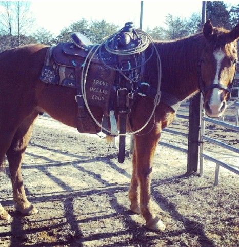 Arthur Taylor, DVM - Horse Vet in Kernersville, North Carolina