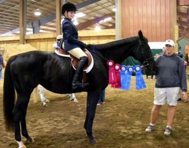 stoney hollow stables - horse boarding farm in newbury, ohio