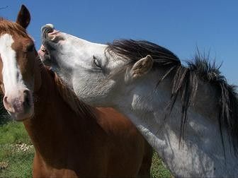 Equestrian