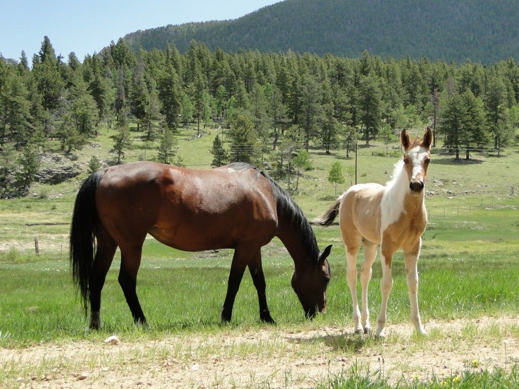 Rudolph Ranch Inc. - Horse Boarding Farm in Black Hawk, Colorado