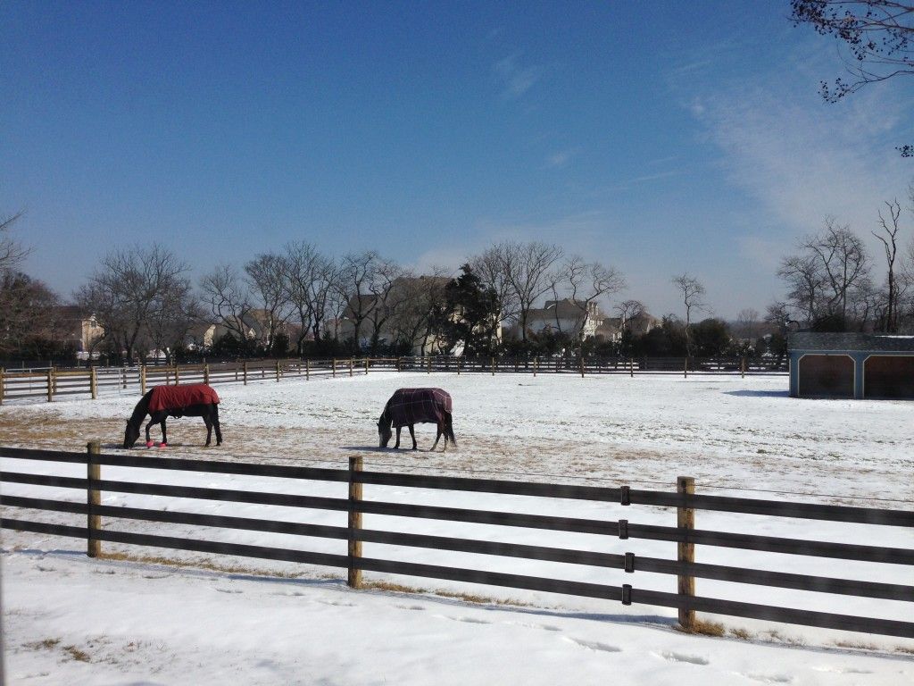 Green Acres Horse Farm Horse Boarding Farm in Cape May, New Jersey