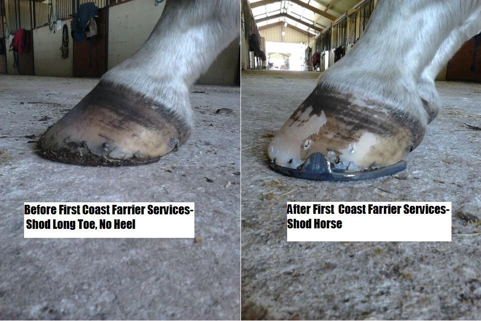 First Coast Farrier Services Farrier in Hilliard, Florida