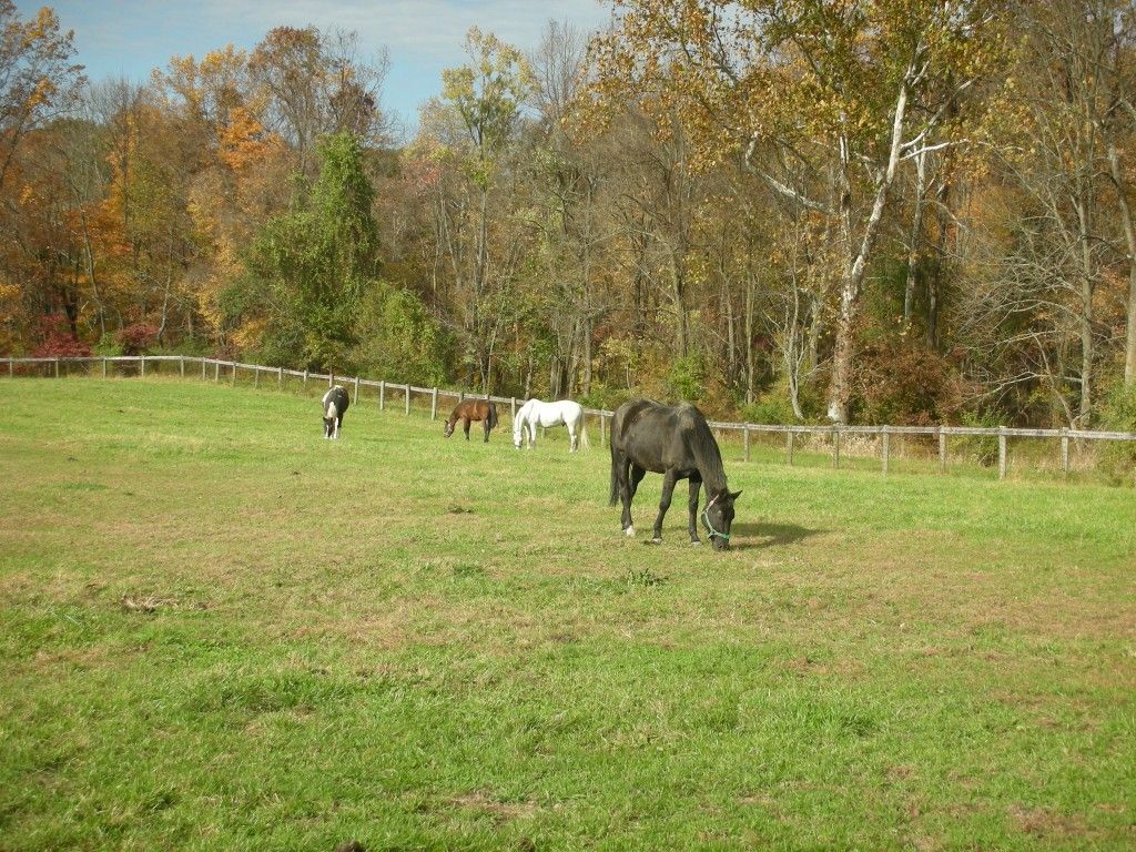 Elmwood Horse Farm - Horse Boarding Farm in New Hope, Pennsylvania