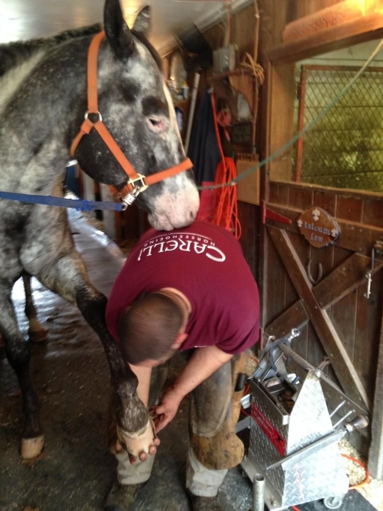 Carelli Horseshoeing - Farrier in Hampstead, New Hampshire