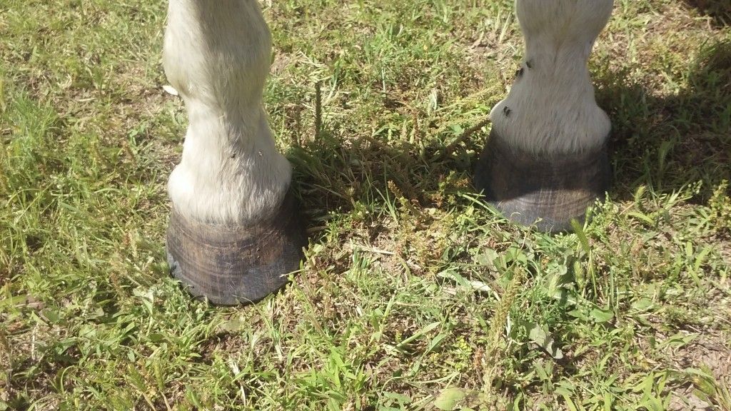 Mark A Harter - Farrier in Salina, Kansas