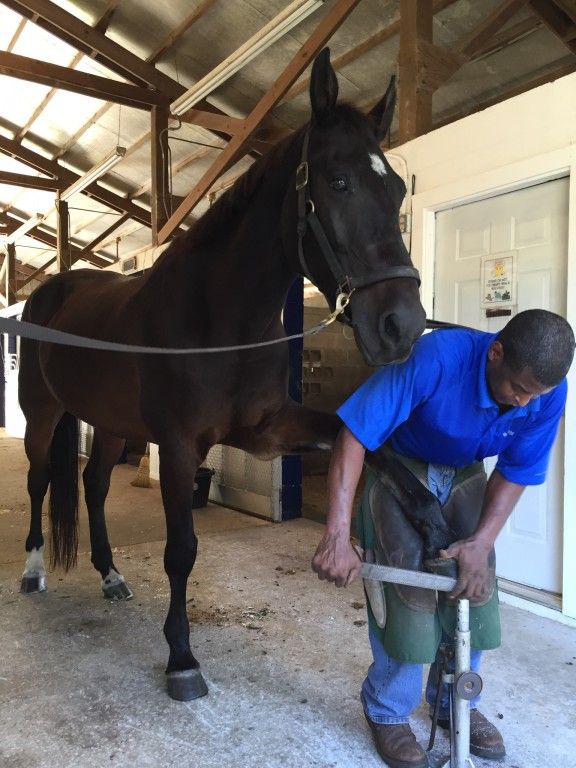 Eugene Whitfield - Farrier in Orlando, Florida