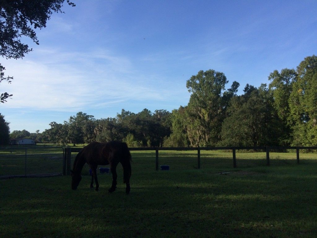 Another Time Farm Horse Boarding Farm in Williston, Florida