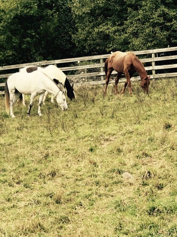 Promise Acres - Horse Boarding Farm In Branchville, New Jersey