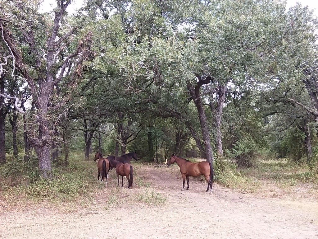 Capriole School of Riding Horse Boarding Farm in Ennis, Texas