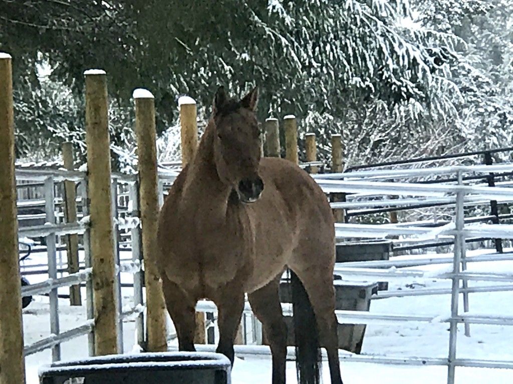 T&A Ranch Horse Boarding Farm in Shelton, Washington