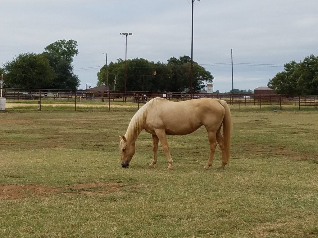 Flying H Ranch Stables Horse Boarding Farm in Belton, Texas