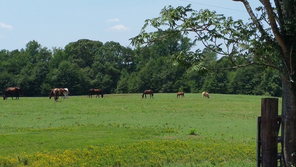 Upstate Horse Boarding - Horse Boarding Farm in Spartanburg, South Carolina