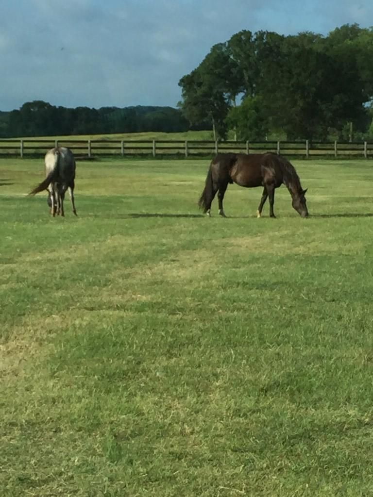 CHH Equestrian Center - Horse Boarding Farm in Wills Point, Texas