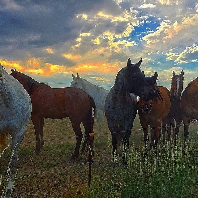 DEKO Ranch - Horse Boarding Farm in Hudson, Colorado