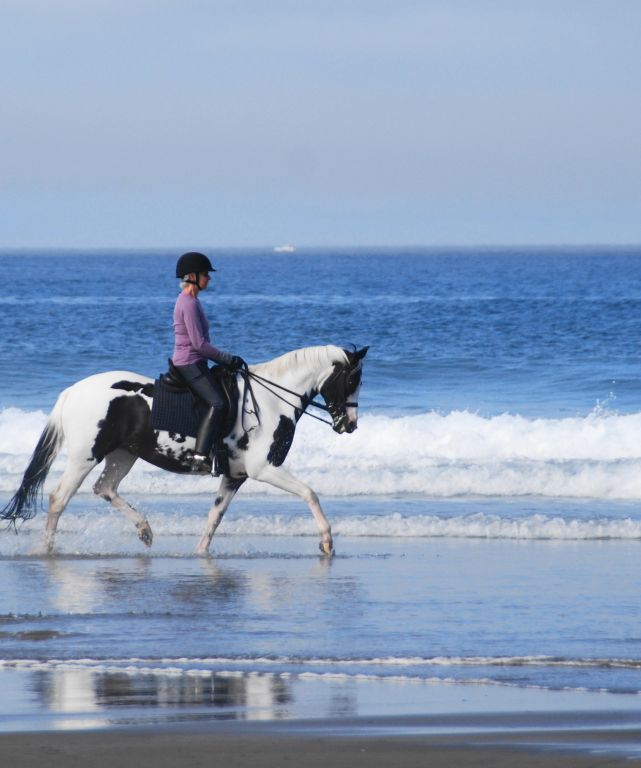 Stephanie Blockley - Clarke - Dressage Trainer in Stanwood, Washington