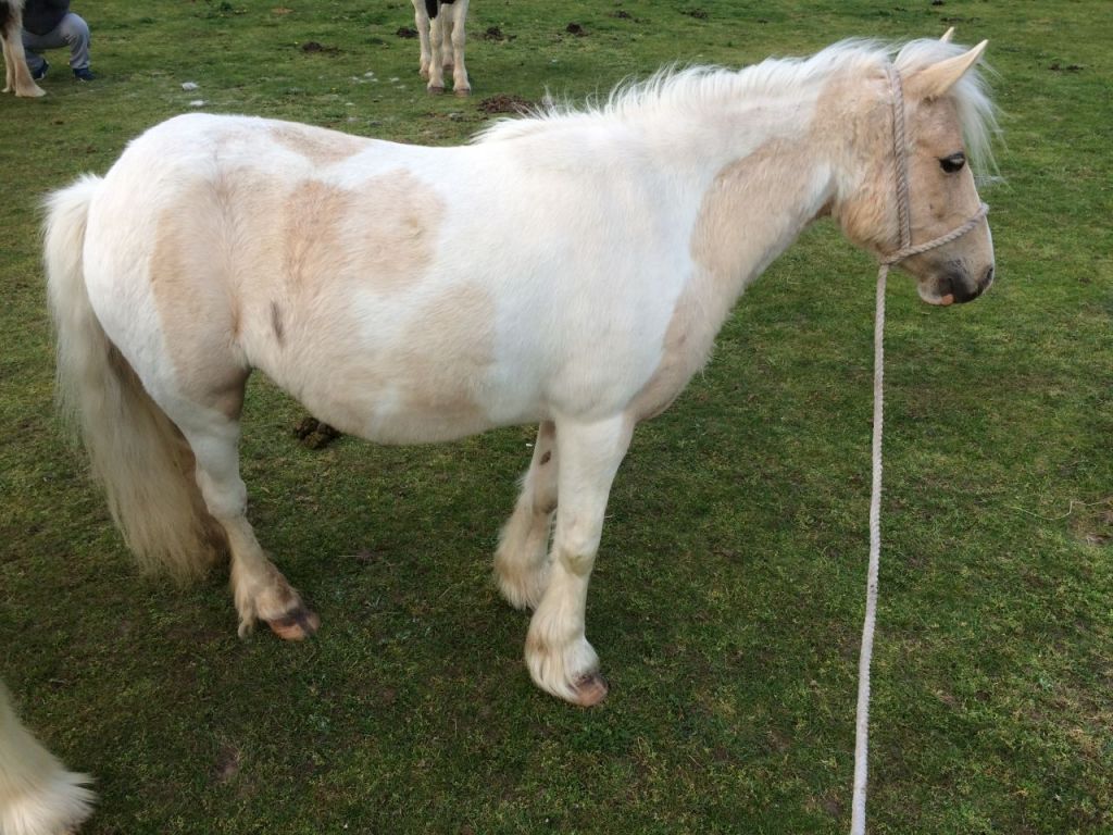 Stunning white cob - Horse Boarding Farm in Denton, Texas